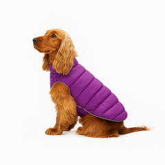 Collection image for: Hundkläder & Skydd