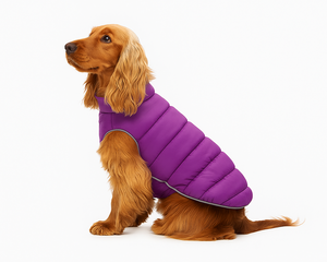 Collection image for: Hundkläder & Skydd