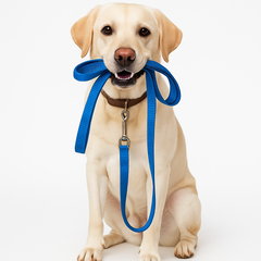 Collection image for: Hundkoppel