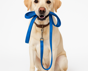 Collection image for: Hundkoppel