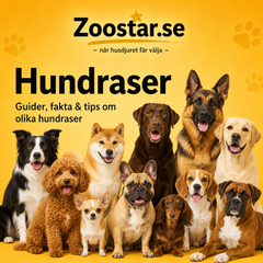 Hundraser – en komplett guide till att välja, förstå och vårda din hund