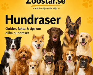 Hundraser – en komplett guide till att välja, förstå och vårda din hund