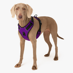 Collection image for: Hundselar