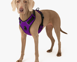 Collection image for: Hundselar