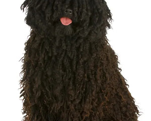 Collection image for: Hungarian Puli