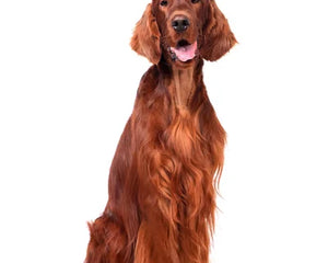 Collection image for: Irish Setter