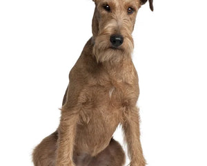 Collection image for: Irish Terrier