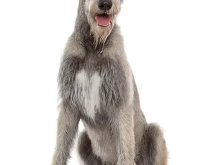 Collection image for: Irish Wolfhound