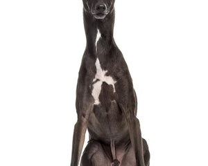 Collection image for: Italian Greyhound