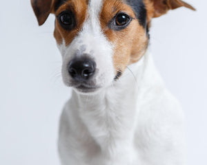 Collection image for: Jack Russell Terrier
