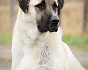 Collection image for: Kangal