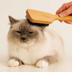 Collection image for: Kattvård & Hygien