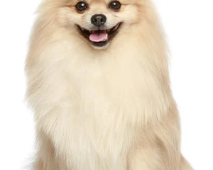 Collection image for: Keeshond