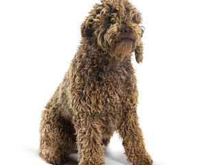 Collection image for: Lagotto Romagnolo