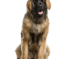 Collection image for: Leonberger