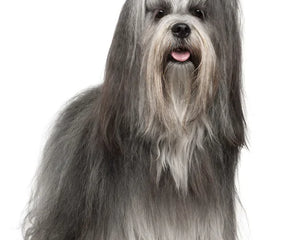 Collection image for: Lhasa Apso