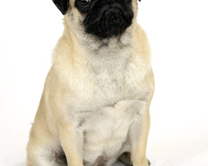 Collection image for: Mops (Pug)