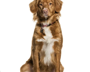 Collection image for: Nova Scotia Duck Tolling Retriever