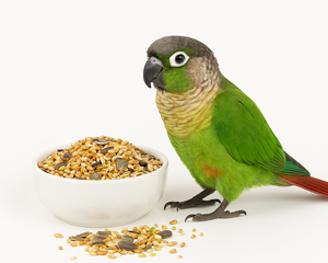 Collection image for: Parakitfoder