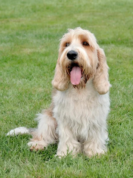 Petit Basset Griffon Vendéen