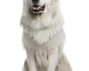 Pyrenéerhund