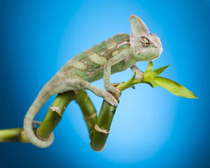 Reptilprodukter