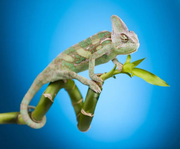 Reptilprodukter