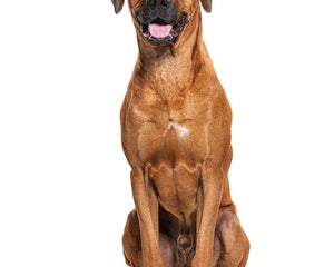 Collection image for: Rhodesian Ridgeback