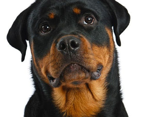 Collection image for: Rottweiler
