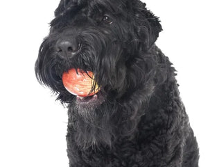 Collection image for: Russian Black Terrier