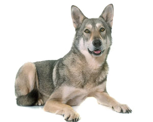 Collection image for: Saarloos Wolfdog
