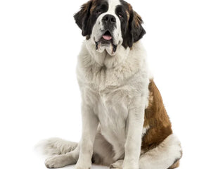 Collection image for: Saint Bernard
