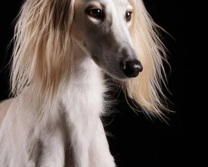 Collection image for: Saluki