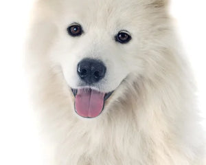 Collection image for: Samojed