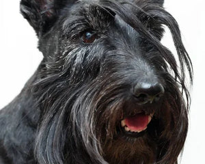 Collection image for: Scottish Terrier