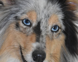 Collection image for: Shetland Sheepdog