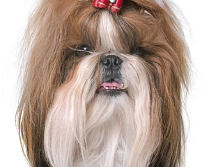Collection image for: Shih Tzu