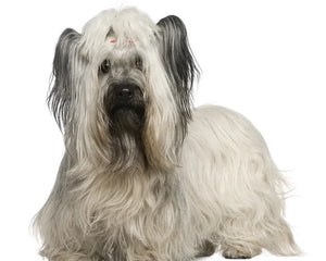 Collection image for: Skye Terrier