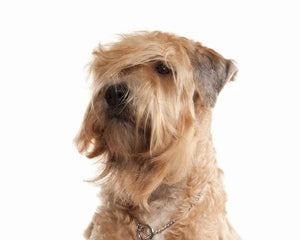 Collection image for: Soft Coated Wheaten Terrier