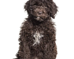 Collection image for: Spanish Water Dog