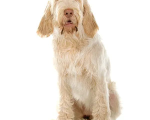 Collection image for: Spinone Italiano