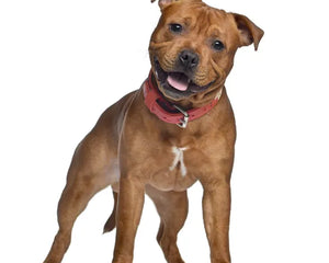Collection image for: Staffordshire Bullterrier