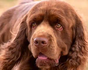 Collection image for: Sussex Spaniel