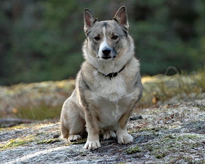 Collection image for: Swedish Vallhund