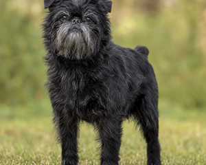 Äldre svart affenpinscher med grånad nos stående i en grön utomhusmiljö.