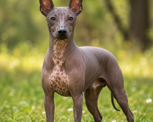 American hairless terrier – alert, energisk och hårlös terrier med mjuk hud