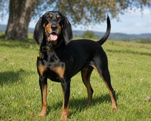Black and tan coonhound – rasguide och rasanpassat hundfoder hos Zoostar