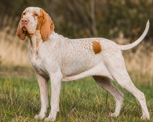 Bracco italiano – italiensk stående fågelhund med kraftfull kropp och vänligt uttryck