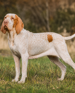 Bracco italiano – italiensk stående fågelhund med kraftfull kropp och vänligt uttryck