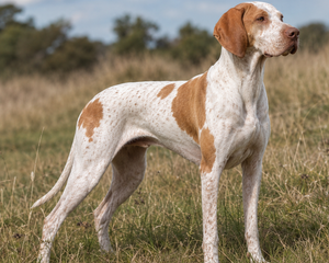 Braque de l'ariège – fransk stående fågelhund med kraftfull kropp och elegant uttryck